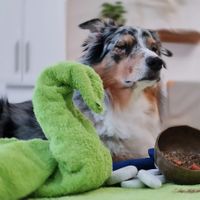 Wechselnde Veranstaltungsangebote aus dem Bereich der Hundegesundheit